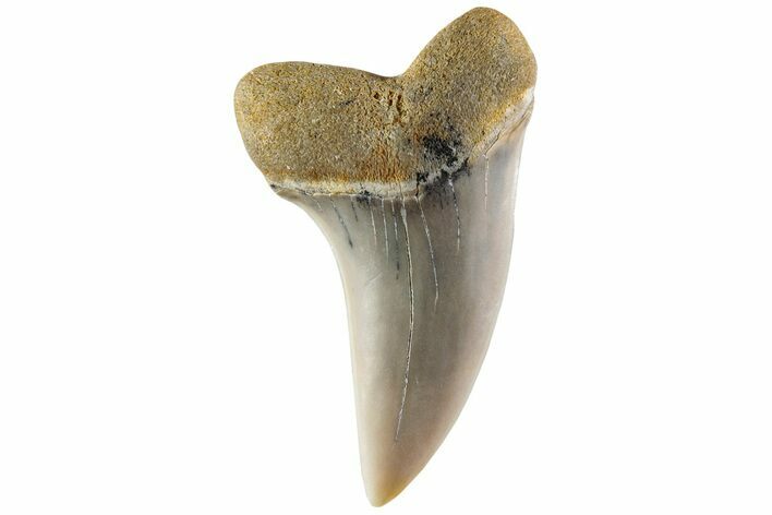 Fossil Shark Tooth (Carcharodon planus) - Bakersfield, CA #228912